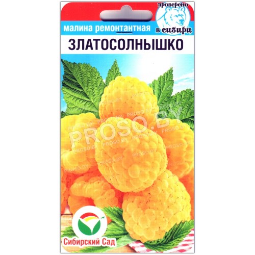 Малина ремонтантная Златосолнышко