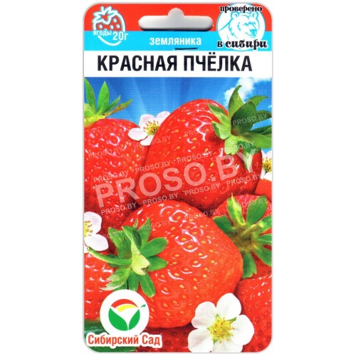Земляника (клубника) ремонтантная Красная пчелка