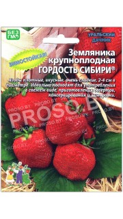 Земляника крупноплодная Гордость Сибири