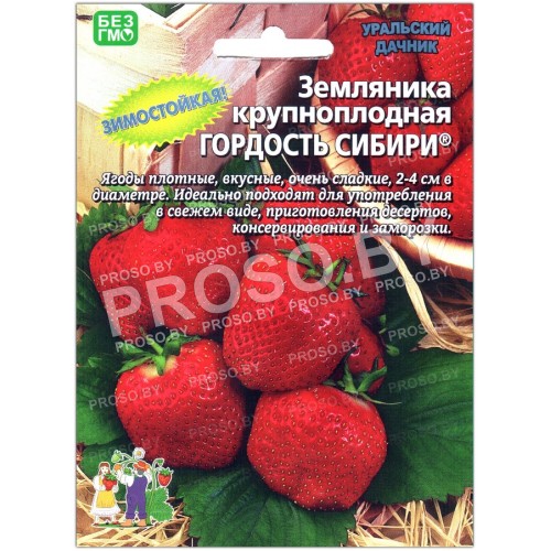 Земляника крупноплодная Гордость Сибири