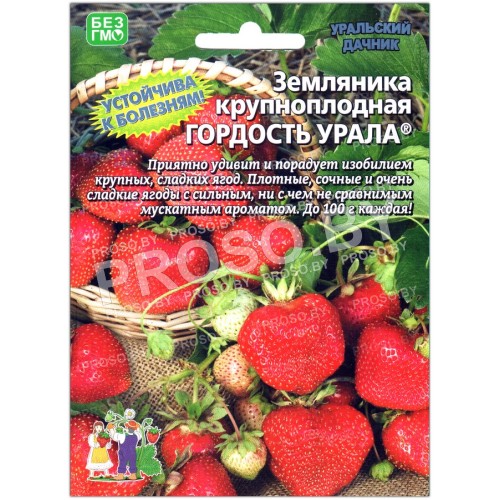 Земляника крупноплодная Гордость урала