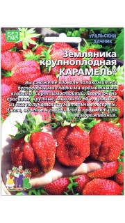 Земляника крупноплодная Карамель