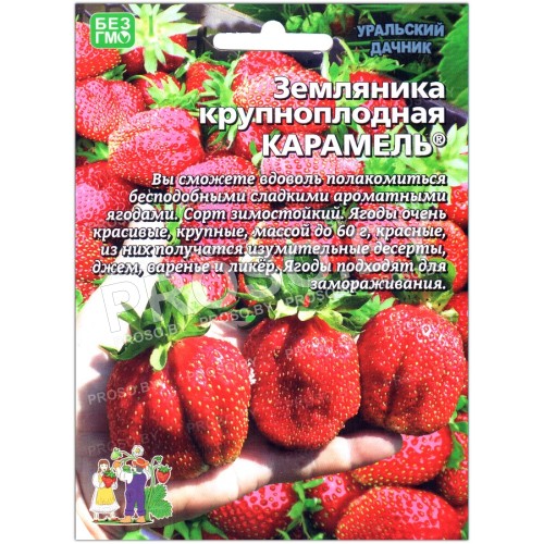 Земляника крупноплодная Карамель