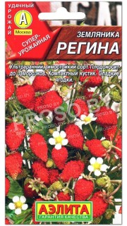 Земляника ремонтантная Регина