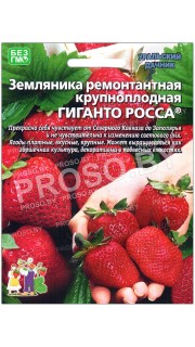 Земляника ремонтантная Гиганто росса