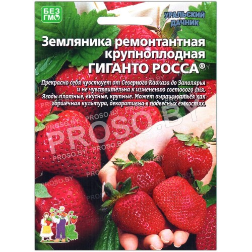 Земляника ремонтантая Гиганто росса