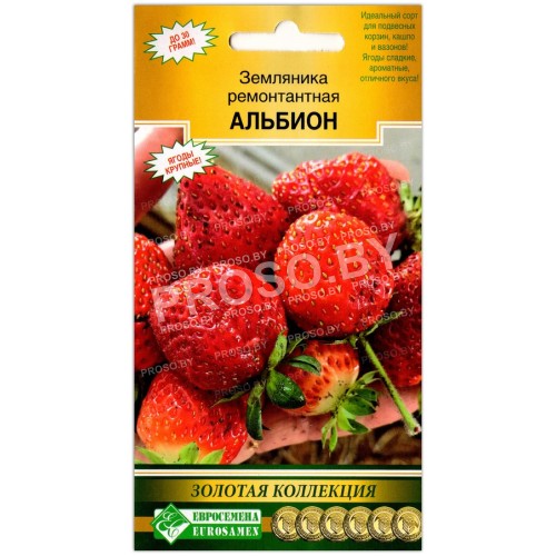 Земляника ремонтантная Альбион