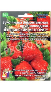 Земляника ремонтантная Челябинский метеорит