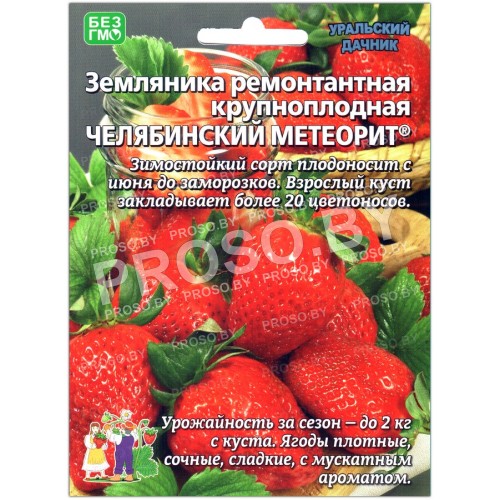 Земляника ремонтантная Челябинский метеорит