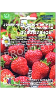 Земляника ремонтантная Диво дивное