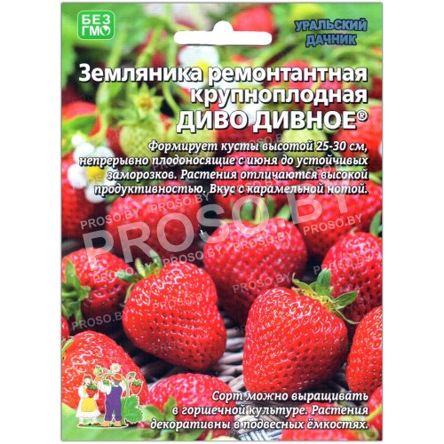 Земляника ремонтантная Диво дивное