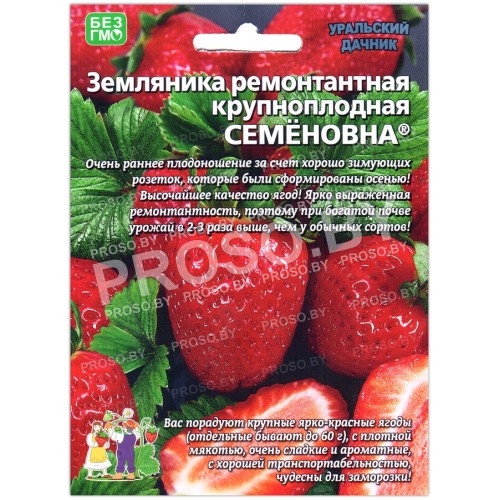 Земляника ремонтантная крупноплодная Семеновна