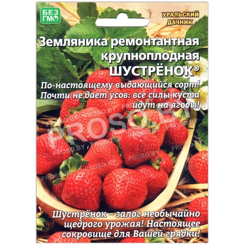 Земляника ремонтантная крупноплодная Шустренок