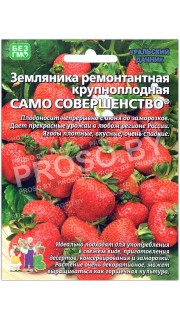 Земляника ремонтантная Само совершенство