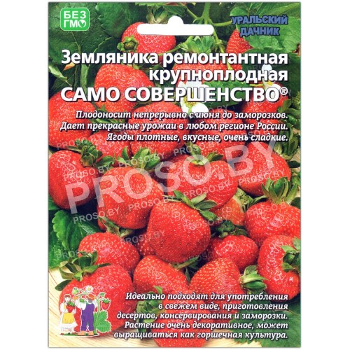Земляника ремонтантная Само совершенство