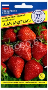 Земляника садовая (клубника) Сан Андреас
