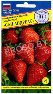Земляника садовая (клубника) Сан Андреас