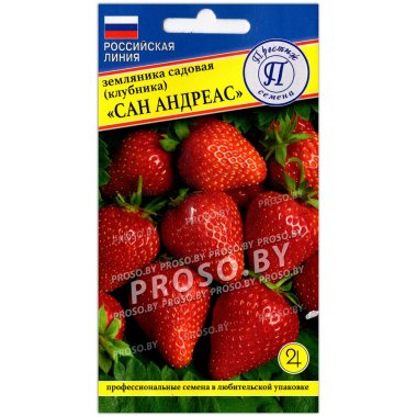 Земляника садовая (клубника) Сан Андреас