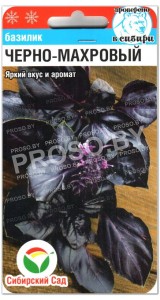 Базилик Черно-махровый