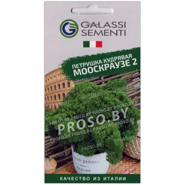 Петрушка кудрявая Мооскраузе 2