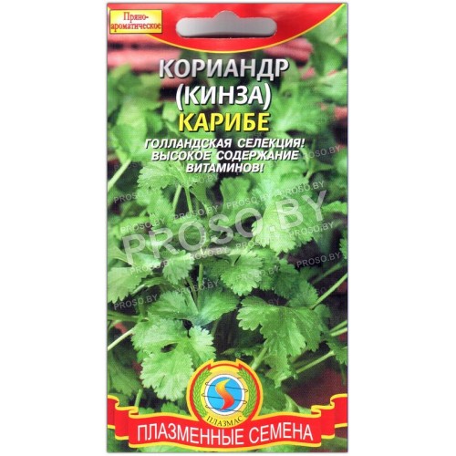 Кориандр (кинза) Карибе