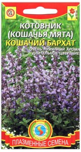 Котовник Кошачий бархат