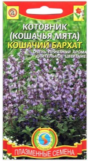 Котовник Кошачий бархат