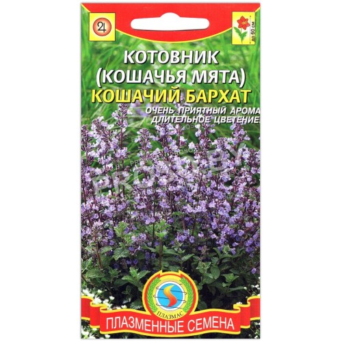 Котовник Кошачий бархат
