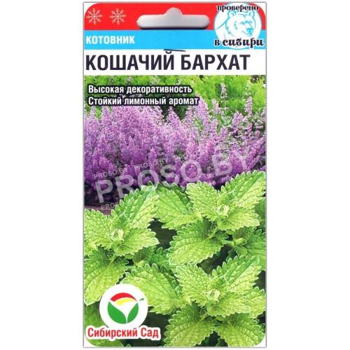 Котовник Кошачий бархат-1