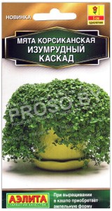 Мята корсиканская Изумрудный каскад