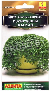 Мята корсиканская Изумрудный каскад