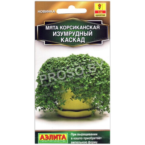 Мята корсиканская Изумрудный каскад