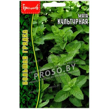Мята Культурная