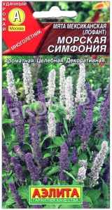 Мята мексиканская (лофант) Морская симфония