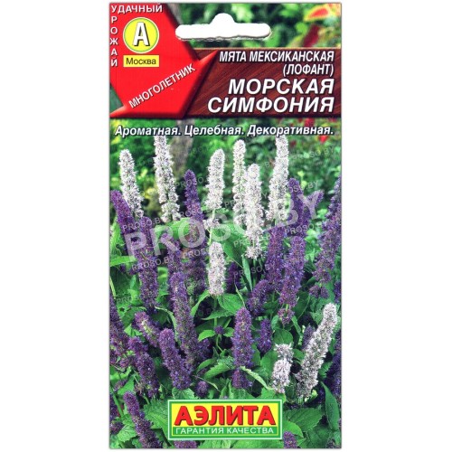 Мята мексиканская (лофант) Морская симфония