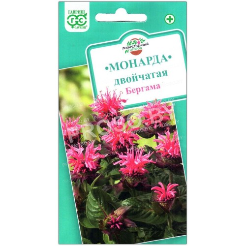 Монарда двойчатая Бергама