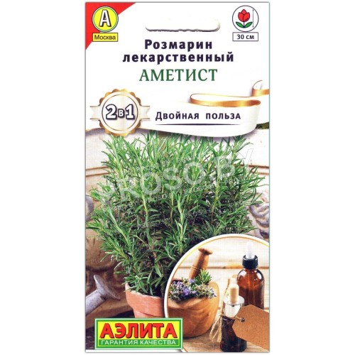 Розмарин лекарственный Аметист