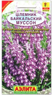 Шлемник Байкальский муссон