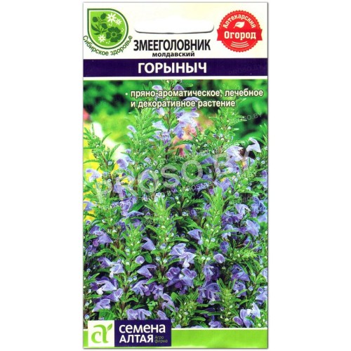 Змееголовник молдавский Горыныч