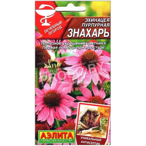 Эхинацея Знахарь-1