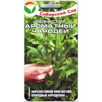 Любисток ароматный Чародей