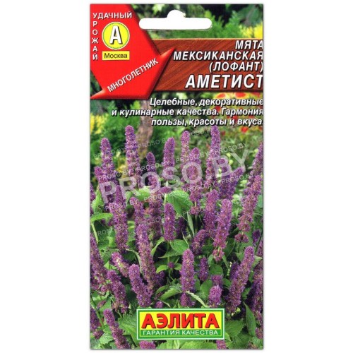 Мята мексиканская (лофант) Аметист