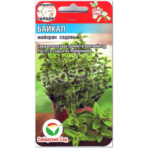 Майоран садовый Байкал