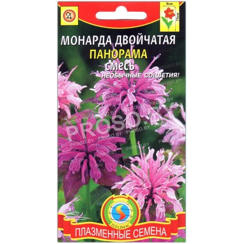 Монарда Панорама-1