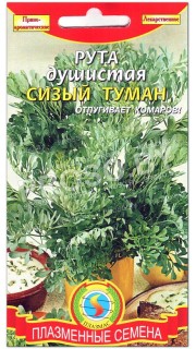 Рута душистая Сизый туман