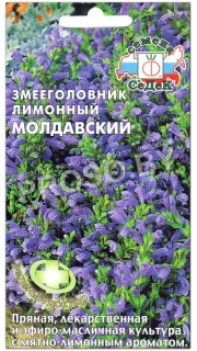 Змееголовник лимонный Молдавский