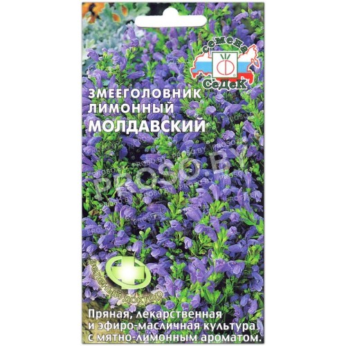 Змееголовник лимонный Молдавский