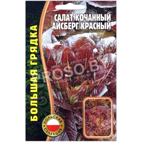 Салат Красный айсберг-1