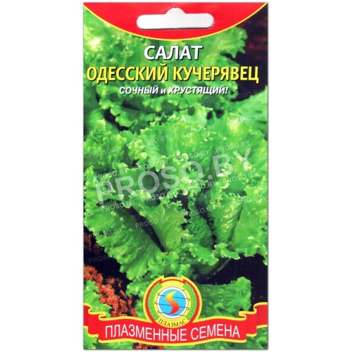 Салат Кучерявец одесский-3