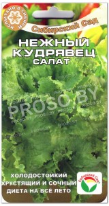 Салат Нежный кудрявец